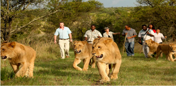Walk-With-Lions